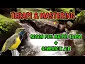 Download Lagu Terapi \u0026 Mastering Murai Batu.. SOGON GACOR FULL ISIAN TEMBAKAN KASAR BELALANG