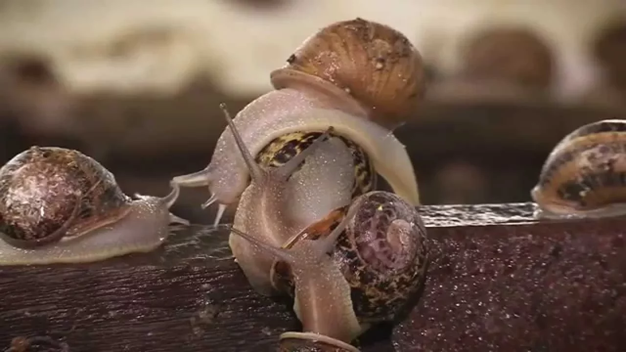 Outline Video L'Escargot du terroir - Lm Nature