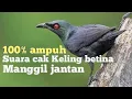Lagu Cak Keling betina