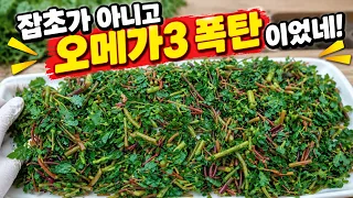 잡초가 아니라 천연 혈관 청소부! 오메가3 폭탄 식물의 놀라운 효능과 먹는 법