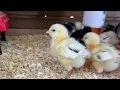 The Ermine Project Pt 1 - Ermine and Black Ermine Chicks