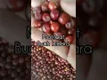 Download Lagu manfaat buah bidara sidr #shorts #buahbidara