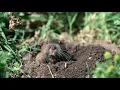 What s the Difference Between Gophers and Groundhogs