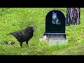 Crow came to its best friend s funeral but what happened next