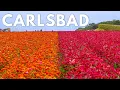 The Perfect Weekend in Carlsbad California with Kids Flower Fields S mores Legoland More