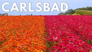 The Perfect Weekend in Carlsbad California with Kids Flower Fields S mores Legoland More