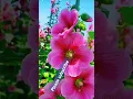 Download Lagu Sinna sinna sinthala bavayo #love song