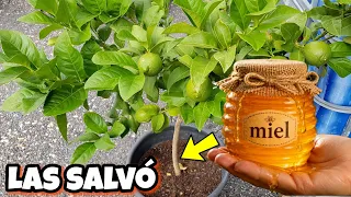 🍋 Me Llamaron LOCO por poner MIEL EN MIS PLANTAS Pero se Equivocaron. Usos y beneficios en huerto 