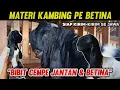 Lagu HARGA KAMBING BETINA \u0026 BIBIT CEMPE JANTAN PE KALIGESING