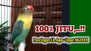 Download 100% JITU, BUKTIKAN AJA, !! Pancingan Lovebird Agar Cepat Ngekek, Paling Cepat Di RESPON LB Manapun MP3