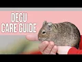 Download Lagu Degu Care: Things You Need to Know!