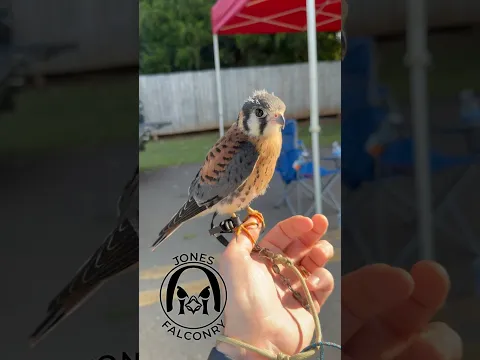 Our family and work friends ran a 5k! #josetheamericankestrel helped pass out water at the turn!