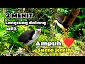 Download Lagu SUARA PIKAT BURUNG RUAK - RUAK ✓ASLI SUARA JERNIH ✓AMPUH✓