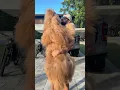Download Lagu How my gigantic fluffy dog fits in a backpack! #dogbackpack #dogdad #bigdog