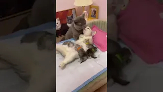 قلة أدب   غمضو عيونكن       دندنها