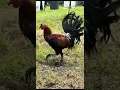 The History of the Mclean Hatch and it s Origin
