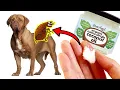 How To Kill Fleas Naturally at Home With Coconut Oil