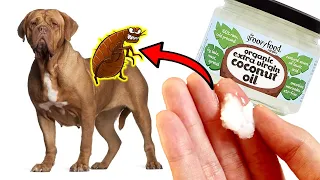 How To Kill Fleas Naturally at Home With Coconut Oil