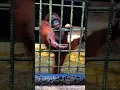 Download Lagu Udah di kasih Minta lagi 😂 #shortvideo #shortsindonesia #monkey #monyet #orangutan #cintahewan