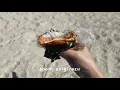 SPAM ONIGIRAZU QUICK AND EASY
