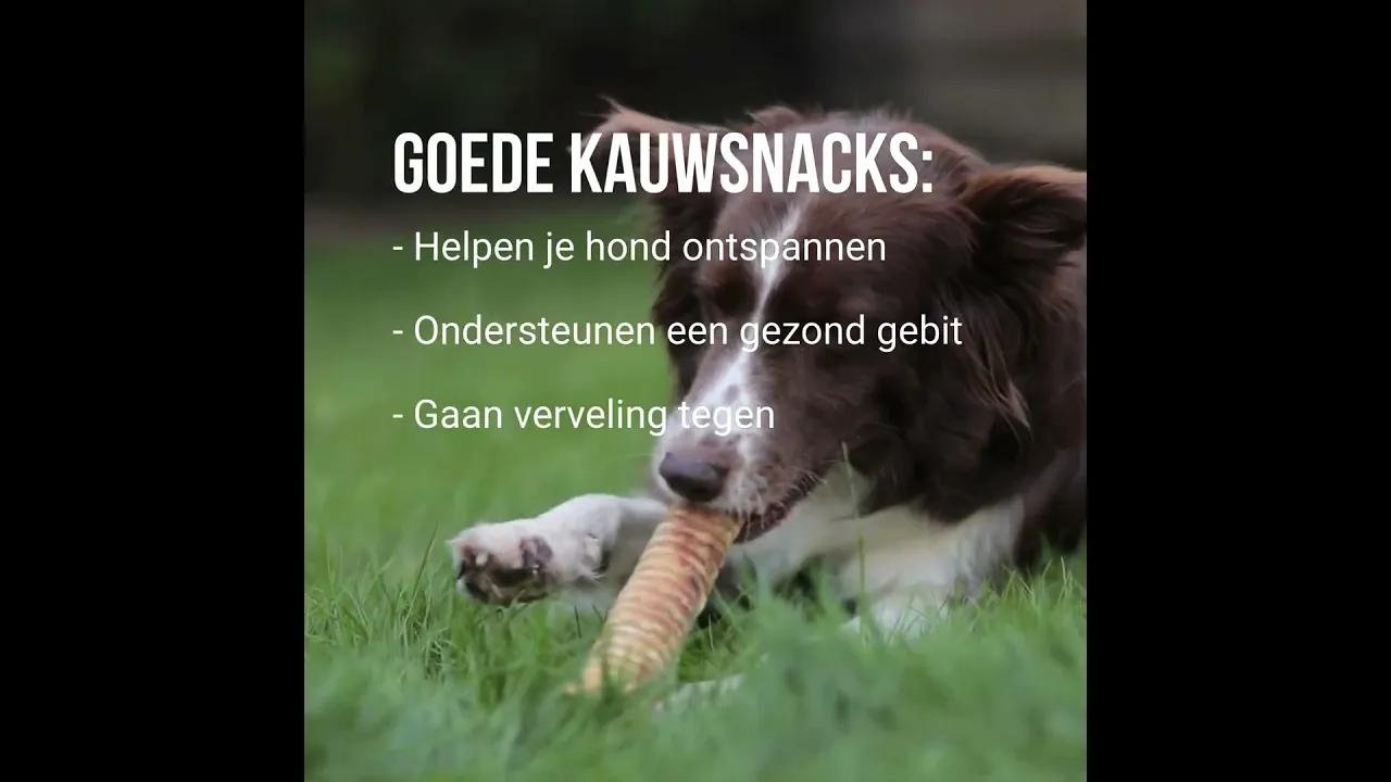 Hypoallergene doorbijtersbox