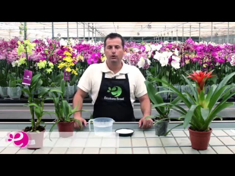 COMO CUIDAR DAS ORQUÍDEAS EM AMBIENTES SECOS OU COM AR CONDICIONADO