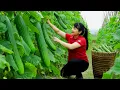 Download Lagu How to Harvest Cucumber, goes To Market Sell - Harvest and Cooking |Tieu Vy Daily Life
