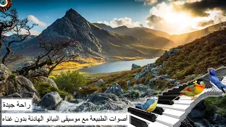 أصوات الطبيعة تغريد العصافير مع موسيقى البيانو الهادئة بدون غناء للراحة الدراسة التأمل التركيز 