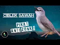 Suara Pikat Ciblek Sawah Anti Zonk !