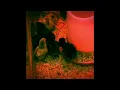 Chick Days at Tractor Supply Stores