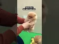 Download Lagu Jual Anjing Mini Pom