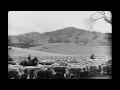 Lagu Vintage Cattle Drive: Cowboys on Horseback Herding Cows from Corral to Pasture (Archival Ranching)