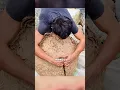 Download Lagu Het gigantische wespennest en de man die nergens bang voor was