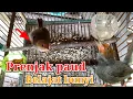 Download Lagu Prenjak Tamu paud, Prenjak kepala merah paud belajar bunyi.prenjak gacor