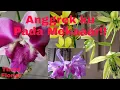 Download Lagu Bunga Anggrek ku Mekar Cantik/ My orchid Flower Blooms Beautiful
