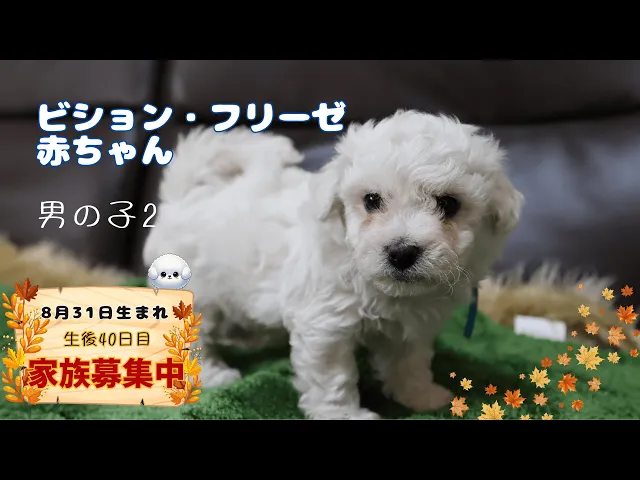 動画