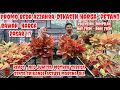 Download Lagu Spesial harga petani!! bAnyak Harga aglonema koleksian ~ rare Dibawah pasaran Umum!?!