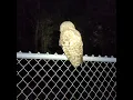Download Lagu Sneaking up on a Barred Owl!