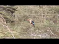 Download Lagu A very beautiful bird in Amboseli.....Gray Headed Kingfisher..
