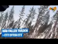 Stormen Johannes: Här faller ”halva” skogen