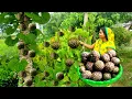 Download Lagu 🌵जंगली काला आलू की ऐसी स्वादिस्ट रेसिपी जो किसी संजीवनी से कम नहीं है 🐾Junglee Black Potato Recipe