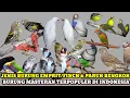 Download Lagu UPDATE HARGA BURUNG EMPRIT/FINCH,PARUH BENGKOK \u0026 MASTERAN TERPOPULER DI INDONESIA!KIOS LANGGENG JAYA
