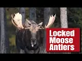 Lagu These Locked Moose Antlers Are Insane | Glenn Smith