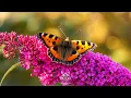 Suntem Fluturi - Carpathian Season | Official Music