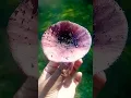 Download Lagu #shortvideo #amazing #beracun #mushroom 🍄