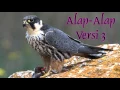 Download Lagu DOWNLOAD SUARA MASTERAN BURUNG ALAP-ALAP VERSI 3 FULL HD