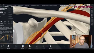 Brachial plexus