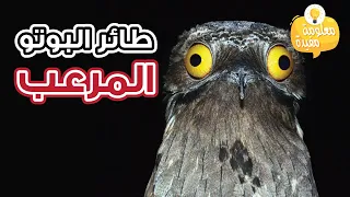 تعرف إلى طائر البوتو المرعب شديد الغموض دندنها