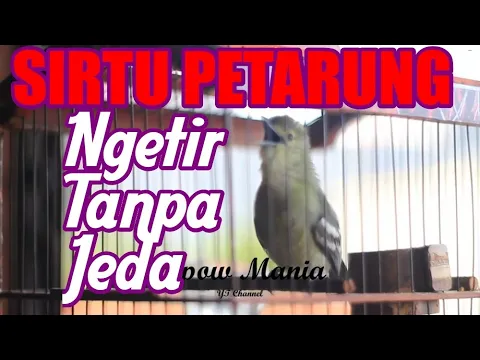 Download MP3 Cipoh Petarung : Sirtu Kontes Full Ngetir Tanpa Jeda