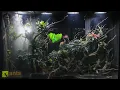 Download Lagu Ik heb een MONSTERPYTHON toegevoegd aan mijn gigantische regenwoudvivarium
